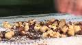 Easiest way to peel hazelnuts